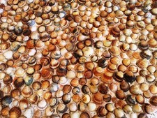 STOCK 3 KG CONCHIGLIE RIGATE COLLEZIONE BRICOLAGE DECOUPAGE ARREDO