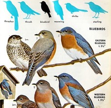 Bluebirds Western Eastern Mountain 1966 Color Bird Art Print Nature ADBN1p