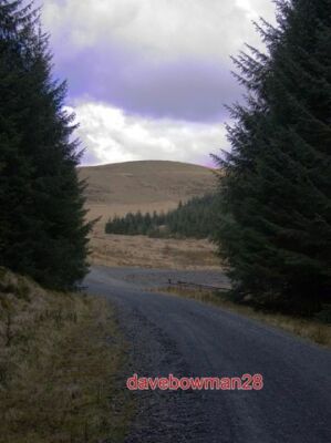 PHOTO  FOREST TRACK LINKING TYWI FECHAN AND MOEL PRYSGAU FORESTS THE TWO FOREST