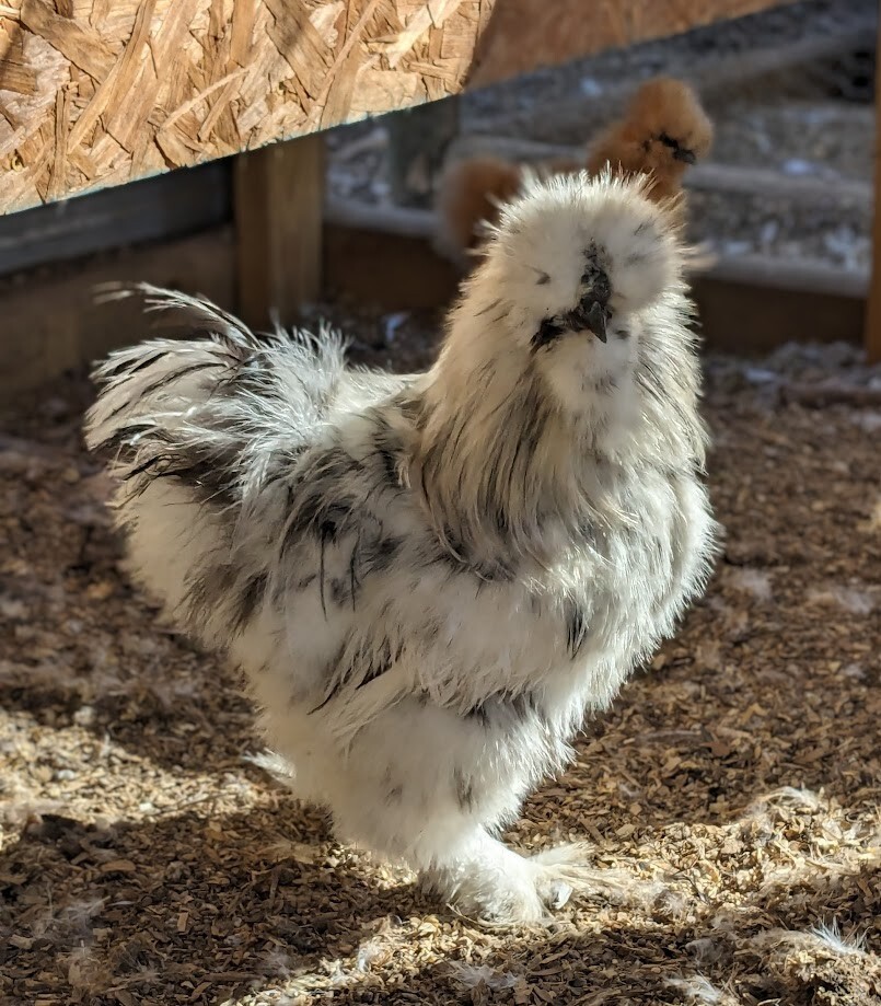 12+ Paint Silkie Hatching Eggs high quality Npip certified eBay