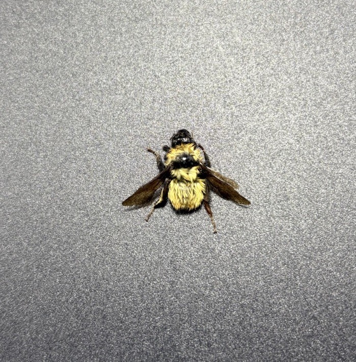 Hymenoptera Apidae Bombus (1) (South Dakota) Bumblebee Bee Xylocopa insect