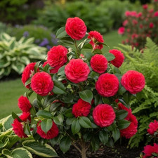 Camellia Japonica Lady  - XL Deluxe 3Lt-Pot Flowering Evergreen