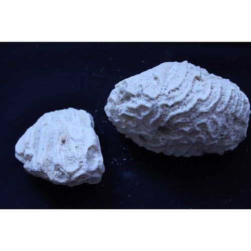 Vintage Genuine Natural White Brain Coral Ocean Salt Water - Picture 2 of 9