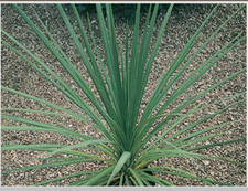 Cordyline Plant Cabbage Palm Perennial 3 x 9cm Pots 