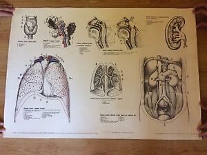 Abdominal Chart