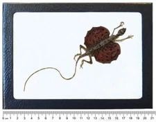 Draco haematopogon RED Bearded Flying lizard preserved Indonesia FRAMED