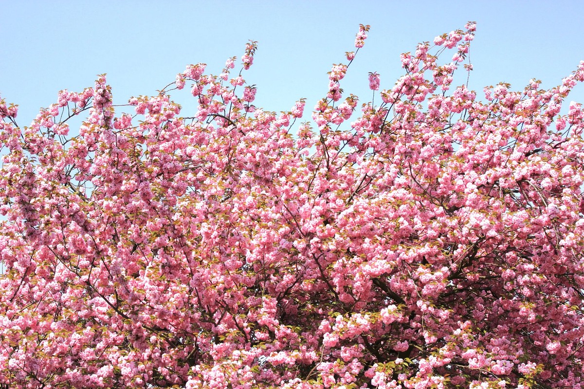 Japanese Cherry Blossom Tree Seeds - For 2026 Planting Sakura Pink
