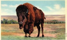 Vintage Postcard American Bison Buffalo in West Texas