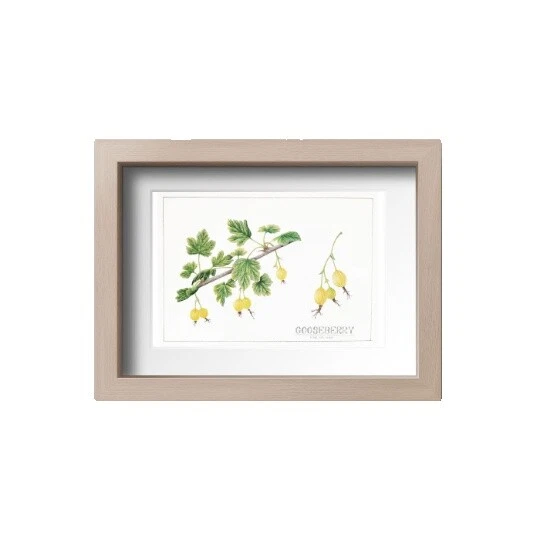 Realism Original Botanical Home Décor Posters & Prints