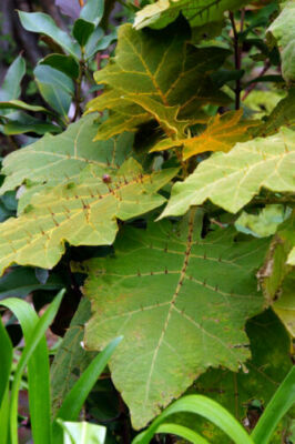 asplenium nidus variegata Asplenium Nidus Bird Nest Fern Variegated – INDONESIAPLANTS main image 0