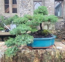 Juniperus chinensis Semi Cascade Bonsai tree Photo is plant for sale