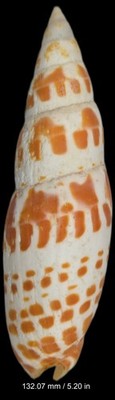 Mitridae Mitra Mitra - 132.07 mm  / 5+ inches - Nice Color & Pattern - Heavy