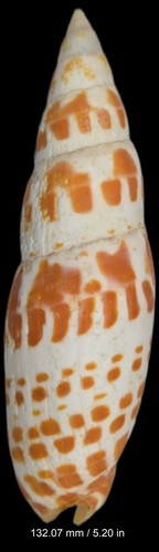 Mitridae Mitra Mitra - 132.07 mm  / 5+ inches - Nice Color & Pattern - Heavy