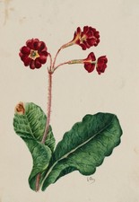 Botanische Blumenstudie, Gouache Biedermeier Blumen Unbekannt (19.Jhd)