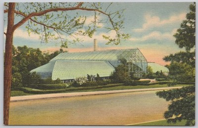Cincinnati Ohio Linen Postcard Eden Park Fern House Irwin M Krohn Conservatory