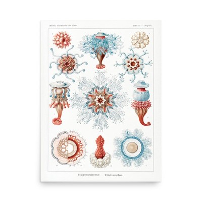 Ernst Haeckel Siphonophorae Plate 17 Kunstformen der Natur Jellyfish Wall Art