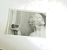 A POSTCARD In the Cats Series.