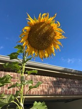 30 Giant Titan Sunflower Seeds Extra Large Heads Big Fat Seeds