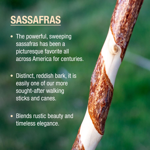 Rustic Wood Walking Cane, Traditional Style Handle, for Men & Women, Made in the - Picture 3 of 6