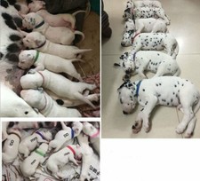 5 Set Whelping Puppy Reusable Band Kitten Adjustable Nylon ID Collar Pet Dog Cat