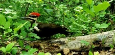 Woodpecker, Digital Photo, Desktop Wallpaper, Cellphone Wallpaper 
