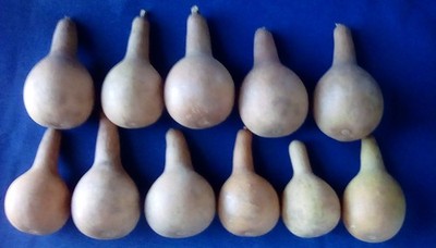 11 MINI LONG HANDLE DRIED/CLEANED CRAFT READY DIPPER GOURDS
