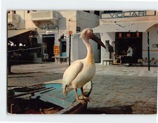 Postcard Peter the pelican of the Island Mykonos Greece