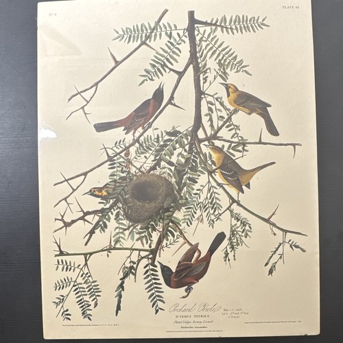 J.J. Audubon Orchard Oriole Northwestern mutual #10 16x20