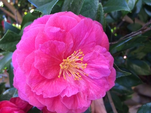 6 x Camelia japonica deep pink/crimson plant cuttings 12cm each - Picture 7 of 12