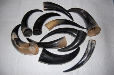 Polished Real Buffalo Skull Horn Cap 10-12  Long powder horn making Mountain Man