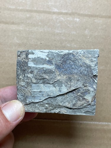 167g natural Silurian period Coronocephalus Trilobite specimen stone - Picture 13 of 13