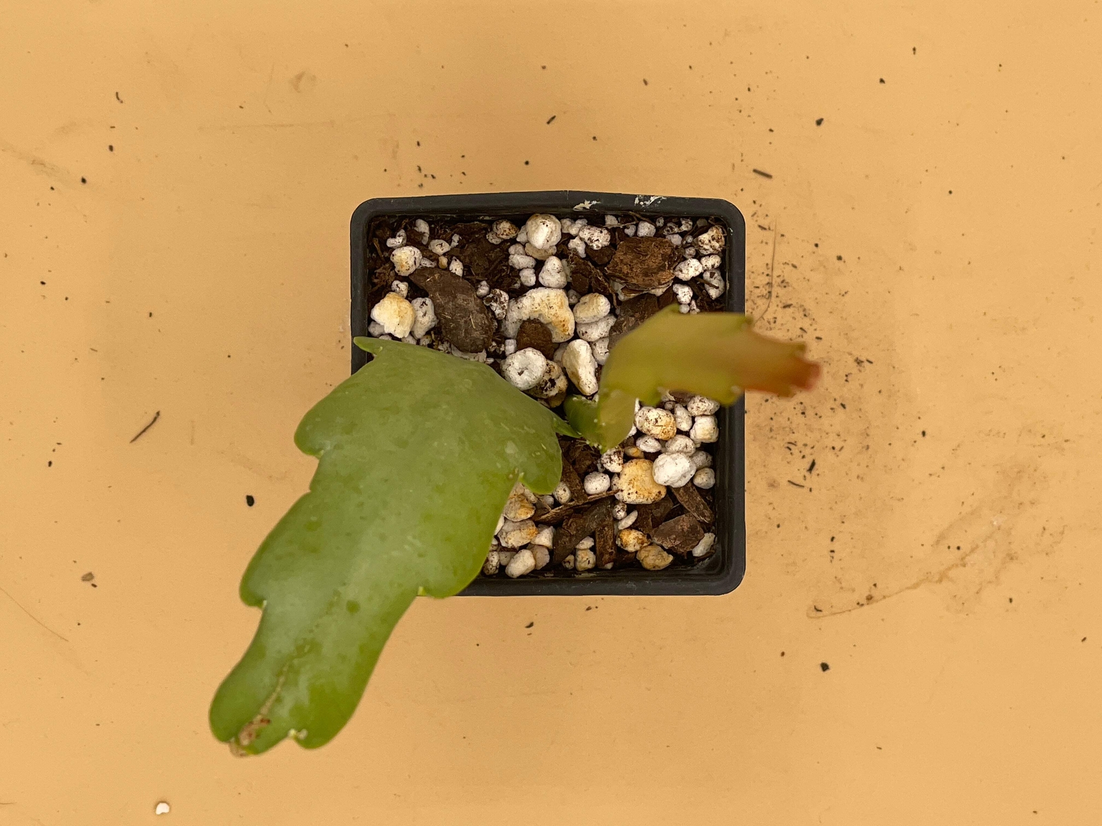 Epiphyllum Hybrid 'Flamboyant Jeff' Fully-Rooted Starter Pot