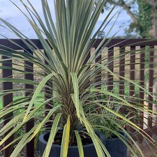 Suttons Cordyline Australis Torbay Dazzler Cabbage Palm Garden Plant 2x 7.5L Pot