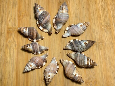 #ad 10 Hairy Triton Shell Assortment 2quot; 2.5quot; Hermit Crab Crafting Decor Shells $19.99