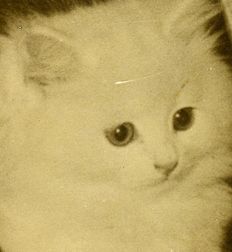 France paris Porte de Versailles Cat Show Kittens in Basket Old Press Photo 1935 - Picture 2 of 3