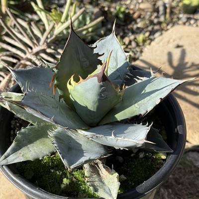 wie teuer ist eine aloe vera pflanze Aloe vera Duo | Sukkulenten