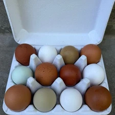 Chicken Hatching Eggs Rainbow Mix 12 Fertilized Eggs Large Fowl Fertile Eggs