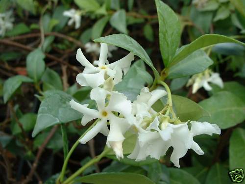 Trachelospermum jasmin étoilé rustique : la solution pour un jardin fleuri sans entretien