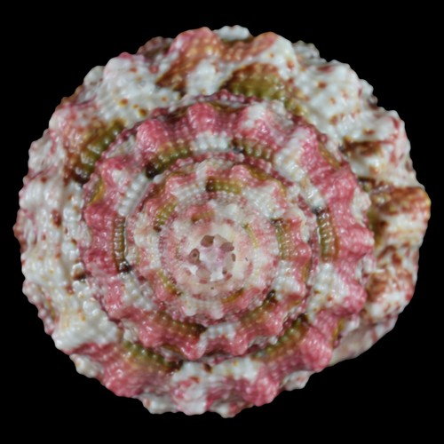 TROCHUS FERREIRAI (Bantayan Isl., Philippines) 23.8mm #35874 - Picture 2 of 4