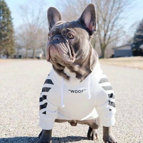 adidog clothing