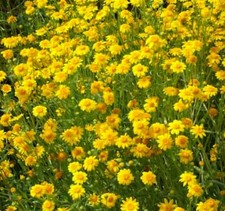 2300 Goldfields Seeds - Carpet of Low Growing Yellow Daisy of Wildflower for ... 4.11 per gallon