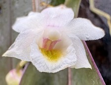 Dendrobium pseudolamellatum - Mounted