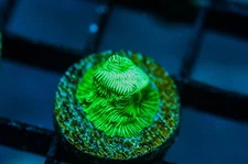 CR Incredible Hulk Lepto (DUPLICATE FRAGS) live corals reef tank zoas LPS SPS