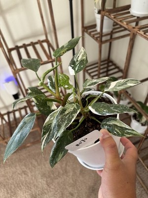 Philodendron White Princess 6'' Pot Rare Exact Plant #070