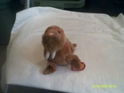 Vtg. Ty Beanie Baby-Paul the Walrus-org tags-DOB 2/23/1999