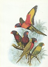 COLOUR PARROT PRINT by WILLIAM T COOPER ,RED COLLARED,RAINBOW,WEBER'S LORIKEETS