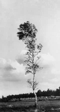 Flora leaf trees landscape with birch tree 1910 OLD PHOTO