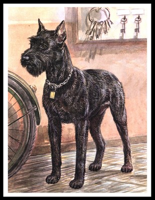 giant schnauzer police dog