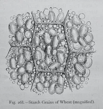 c1872 Antique Figuier Print THE SEED - STARCH GRAIN OF WHEAT The Vegetable World