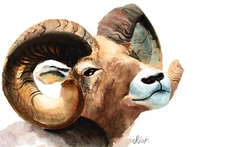 Ram Painting Mouflon Original Wall Art Animal Watercolor Bedroom Artwork